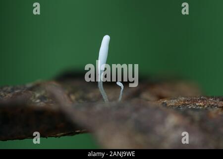 Typula clavarioid setipes, ein Pilz wächst an gefallenen Blätter, Pilze aus Finnland Stockfoto
