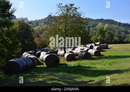 Die Ballen Heu um den Baum versammelt erinnern an eine Herde Schafe weiden Stockfoto