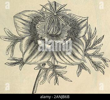 Der Vick illustrierter Katalog und floralen Leitfaden für 1868. - Soms sind extrem empfindliche sowie schöner. Sie am Besten, wenn gesät in einem Frame andtransplanted früh, als die Sonne die Blumen verletzt. Sie fein den ganzen Sommer, ifplanted in einem eher kühlen, schattigen Platz. Stellen Sie ungefähr sechs Zoll auseinander. Ein paar Pflanzen earlyamong Frühling - Blumenzwiebeln, wie Tulpen, etc., blühen prächtig. Ein paar Samen scat-ten über Betten von Glühbirnen im Herbst wunderschön geblüht haben immer mit mir. Meine Kunden einigen, besonders im Westen, der Bericht viel Erfolg mit dieser schönen anddelicate Blumen. N Stockfoto