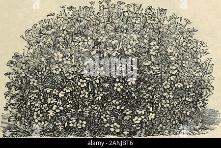 Der Vick illustrierter Katalog und floralen Leitfaden für 1868. Alba, Reinweiß, 5 STUDENTENBLUME (Tagetes), Nat. Ord. Compositm. Sehr effektiv die Hälfte Winterharte Einjährige, extrem auffällige im Garten und anhaltende inflower Vom frühen Sommer bis zum Frost. Keine mögliche Einwände gegen die Dosen Klasse von Blumen, aber ihre eigentümlichen Duft. Die Afrikanische sind die höchsten, die in der Regel immer zwei Füße, andare sehr auffällige; die Franzosen sind satter und Perfekt, und sind von 6 bis 18 Zoll hoch. Tagetes erecta, (Afrikanische Ringelblume,) Hoch Orange-, Doppel-, 5 hohen Schwefelgehalt, Hellgelb, Doppel, 5 große Bequillte Orange-, Doppel-, 5 Hoch Q Stockfoto