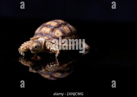 Baby Sulcata Schildkröte, Afrikanische trieb Schildkröte (Geochelone sulcata), auf schwarzem Hintergrund Stockfoto