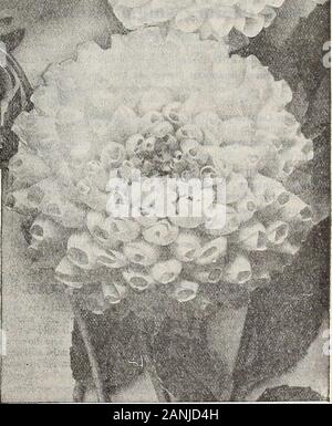 Dreer die 72. jährliche Ausgabe Garten Buch: 1910. Neue bequillte zeigen Dahlie Dreers Whuk Philadelphia. In Form dieses ist eine semi-Doppel Kaktus von giantsize, Farbe dunkelrot, rosa schattiert; Sehr reichblühend und Foren gay Wirkung im Garten ist unnahbar. 75 cts. Jedes. Königin Emma. Eine herrliche Art, erscheint fast Arti-ficial; es ist ein charmantes Schatten der Malve oder Malve Rosa, die inneren Blütenblätter gebändert mit Gold. Königin Wilhelmina. Große, flauschige Blume des reinen whitewith gelben Center. Ein jeder der 8 Sorten für S 3.00. Die neue PINK ZEIGEN DAHUA SUSAN ia eines der Besten, das ich je eingeführt. S Stockfoto