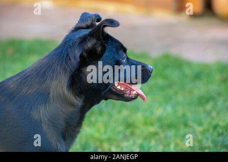 Portrait von Labrador Retriever mix, close-up Stockfoto