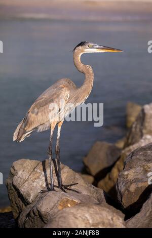 Ein Great Blue heron Fänge einem unterkriechschutz Fische am Pass-A-Grille Beach, Florida. Die Temperaturen stiegen in den 80er Einstellung in der Nähe der hohen Datensätze für diese Zeit des Jahres in Florida. Stockfoto