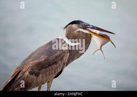 Ein Great Blue heron Fänge einem unterkriechschutz Fische am Pass-A-Grille Beach, Florida. Die Temperaturen stiegen in den 80er Einstellung in der Nähe der hohen Datensätze für diese Zeit des Jahres in Florida. Stockfoto