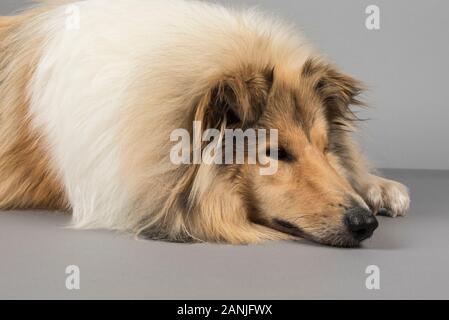 Rough Collie (Long-Haired Collie)11 Monate alt, Großbritannien Stockfoto