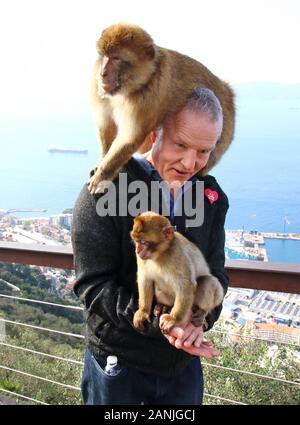 Gibraltar, Gibraltar. 9 Jan, 2020. Ein Tourist hat Ape auf seinen Händen, während ein anderer auf seiner Schulter ist. Die Kolonie von Barbary Macaques in Gibraltar sind die von Vielen als die Touristenattraktion werden in Gibraltar. Diese Truppe ist an der Spitze der Rock bei der Ape Höhle, wo die Menschen vor allem in der Nähe der Affen bekommen können. Sie werden oft Ansatz und auf Menschen klettern, wie sie die menschliche Interaktion verwendet werden. Credit: Keith Mayhew/SOPA Images/ZUMA Draht/Alamy leben Nachrichten Stockfoto