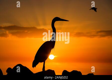 Ein Great Blue Heron dargestellt gegen den Sonnenuntergang am Pass-A-Grille Beach, Florida. Die Temperaturen stiegen in den 80er Einstellung in der Nähe der hohen Datensätze für diese Zeit des Jahres in Florida. Stockfoto