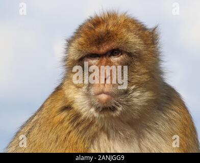 Gibraltar, Gibraltar. 9 Jan, 2020. Ein Affe sitzt auf einer Schiene unter dem Meer. Die Kolonie von Barbary Macaques in Gibraltar durch viele betrachtet, sind die touristenattraktion werden in Gibraltar. Diese Truppe ist an der Spitze der Rock bei der Ape Höhle, wo die Menschen vor allem in der Nähe der Affen bekommen können. Sie werden oft Ansatz und auf Menschen klettern, wie sie die menschliche Interaktion verwendet werden. Credit: Keith Mayhew/SOPA Images/ZUMA Draht/Alamy leben Nachrichten Stockfoto