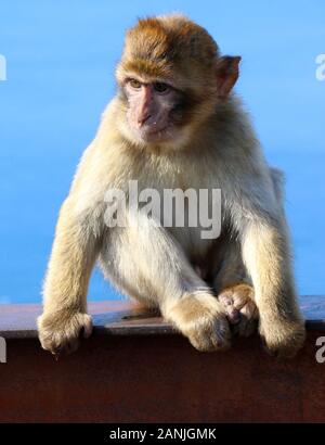 Gibraltar, Gibraltar. 9 Jan, 2020. Ein Affe sitzt auf einer Schiene unter dem Meer. Die Kolonie von Barbary Macaques in Gibraltar durch viele betrachtet, sind die touristenattraktion werden in Gibraltar. Diese Truppe ist an der Spitze der Rock bei der Ape Höhle, wo die Menschen vor allem in der Nähe der Affen bekommen können. Sie werden oft Ansatz und auf Menschen klettern, wie sie die menschliche Interaktion verwendet werden. Credit: Keith Mayhew/SOPA Images/ZUMA Draht/Alamy leben Nachrichten Stockfoto