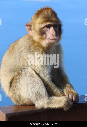 Gibraltar, Gibraltar. 9 Jan, 2020. Ein Affe sitzt auf einer Schiene unter dem Meer. Die Kolonie von Barbary Macaques in Gibraltar durch viele betrachtet, sind die touristenattraktion werden in Gibraltar. Diese Truppe ist an der Spitze der Rock bei der Ape Höhle, wo die Menschen vor allem in der Nähe der Affen bekommen können. Sie werden oft Ansatz und auf Menschen klettern, wie sie die menschliche Interaktion verwendet werden. Credit: Keith Mayhew/SOPA Images/ZUMA Draht/Alamy leben Nachrichten Stockfoto