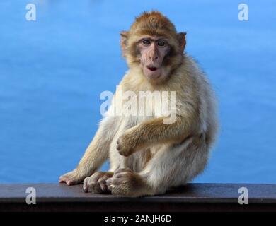 Gibraltar, Gibraltar. 9 Jan, 2020. Ein Affe sitzt auf einer Schiene unter dem Meer. Die Kolonie von Barbary Macaques in Gibraltar durch viele betrachtet, sind die touristenattraktion werden in Gibraltar. Diese Truppe ist an der Spitze der Rock bei der Ape Höhle, wo die Menschen vor allem in der Nähe der Affen bekommen können. Sie werden oft Ansatz und auf Menschen klettern, wie sie die menschliche Interaktion verwendet werden. Credit: Keith Mayhew/SOPA Images/ZUMA Draht/Alamy leben Nachrichten Stockfoto