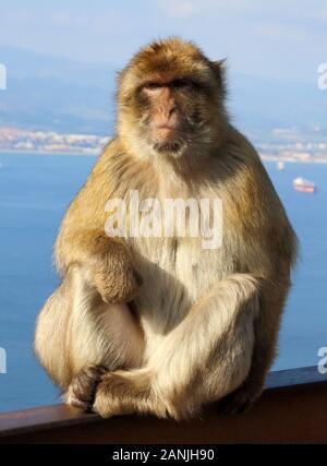 Gibraltar, Gibraltar. 9 Jan, 2020. Ein Affe sitzt auf einer Schiene unter dem Meer. Die Kolonie von Barbary Macaques in Gibraltar durch viele betrachtet, sind die touristenattraktion werden in Gibraltar. Diese Truppe ist an der Spitze der Rock bei der Ape Höhle, wo die Menschen vor allem in der Nähe der Affen bekommen können. Sie werden oft Ansatz und auf Menschen klettern, wie sie die menschliche Interaktion verwendet werden. Credit: Keith Mayhew/SOPA Images/ZUMA Draht/Alamy leben Nachrichten Stockfoto