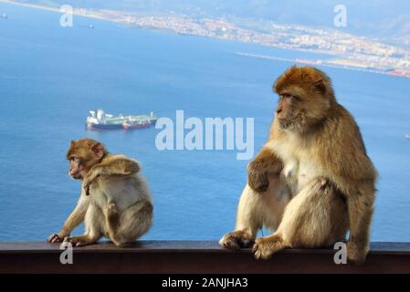 Gibraltar, Gibraltar. 9 Jan, 2020. Eine Mutter und Baby ape auf einer Schiene unter dem Meer. Die Kolonie von Barbary Macaques in Gibraltar sind die von Vielen als die Touristenattraktion werden in Gibraltar. Diese Truppe ist an der Spitze der Rock bei der Ape Höhle, wo die Menschen vor allem in der Nähe der Affen bekommen können. Sie werden oft Ansatz und auf Menschen klettern, wie sie die menschliche Interaktion verwendet werden. Credit: Keith Mayhew/SOPA Images/ZUMA Draht/Alamy leben Nachrichten Stockfoto