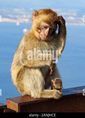 Gibraltar, Gibraltar. 9 Jan, 2020. Ein Affe sitzt auf einer Schiene unter dem Meer. Die Kolonie von Barbary Macaques in Gibraltar durch viele betrachtet, sind die touristenattraktion werden in Gibraltar. Diese Truppe ist an der Spitze der Rock bei der Ape Höhle, wo die Menschen vor allem in der Nähe der Affen bekommen können. Sie werden oft Ansatz und auf Menschen klettern, wie sie die menschliche Interaktion verwendet werden. Credit: Keith Mayhew/SOPA Images/ZUMA Draht/Alamy leben Nachrichten Stockfoto