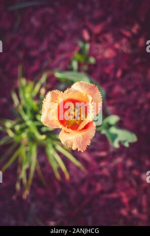 Blüte orange tulip Ansicht von oben Stockfoto