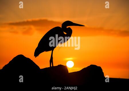 Ein Great Blue Heron dargestellt gegen den Sonnenuntergang am Pass-A-Grille Beach, Florida. Die Temperaturen stiegen in den 80er Einstellung in der Nähe der hohen Datensätze für diese Zeit des Jahres in Florida. Stockfoto