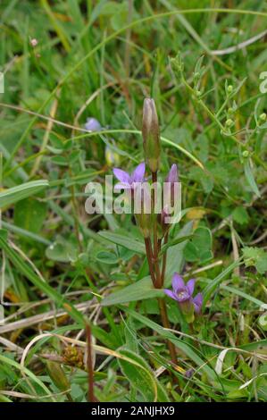 Frühe Enzian Gentianella anglica, ist ein kleines, seltene jährliche oder zweijährliche Wildflower. Sie wächst auf Kreide Grünland, die nach Süden ausgerichteten Hänge mit Thi Stockfoto