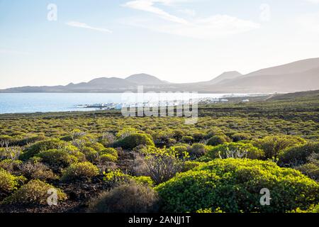 Green Bush und den Atlantischen Ozean, Lanzarote, Kanarische Inseln Stockfoto