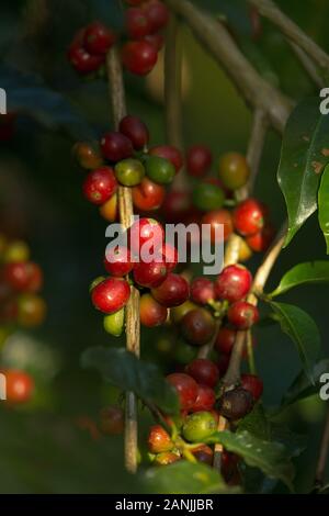 Einheimische Kommissionierung Arabica Kaffee in ihre Gärten Stockfoto