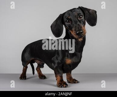 Männlich Miniatur Dachshund geduldig stehend, Großbritannien. Stockfoto