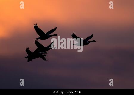 Kanadagans (Branta Canadensis) Stockfoto