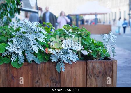 Holz Topf mit dekorativen Blüten in Stadt Straße auf verschwommenen Hintergrund. Gartengestaltung und Dekoration der Stadt. Stockfoto