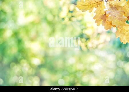 Herbst Hintergrund mit gelben Eiche Blätter auf einem defokussierten Hintergrund von bunten Herbstfarben Stockfoto