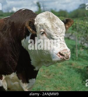 Nahaufnahme des Kopfes ein Stammbaum Befragten Hereford Bulle Stockfoto