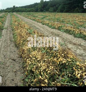 Erdnüsse oder Erdnüsse umgedreht, bevor Sie die Muttern gesammelt und geerntet, North Caroline, USA, Oktober Stockfoto