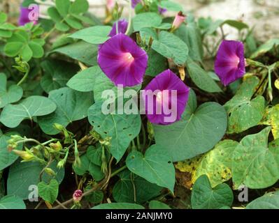 Lila morning glory (Ipomoea purpurea) Blühende Pflanze eine breite leaved Unkraut, North Carolina, USA, Oktober Stockfoto