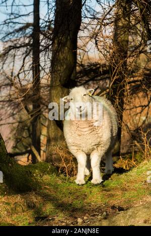 Herdwick-schafe, Grasmere Lake District Stockfoto