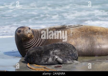 Weibliche Südlicher See-Elefant (Mirounga leonina leonina) mit einem vor kurzem geboren Welpe liegend auf einem Strand auf Sea Lion Island in den Falkland Inseln. Stockfoto