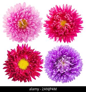 Einstellen der blühenden aster Blumen auf weißem Hintergrund, Ansicht von oben Stockfoto