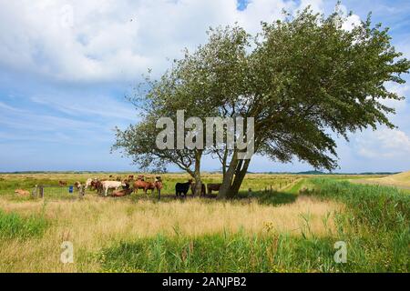 Landschaft mit einer windgepeitschten Birke und einer Herde von Kühen in einem grasigen Feld Stockfoto