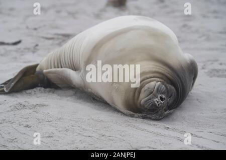 Vor kurzem entwöhnt Südlichen Elephant Seal pup (Mirounga leonina leonina) an der Küste der Sea Lion Island in den Falkland Inseln. Stockfoto