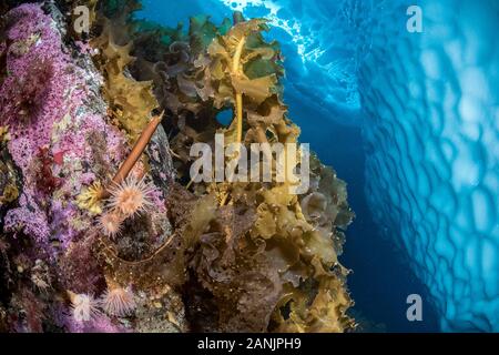 (Latissima), laminaria Saccharina, eine Gattung von 31 Arten von Braunalgen gemeinhin als Kelp mit einigen Anemonen, die eine Wand in der Nähe von einem Eisberg, T Stockfoto