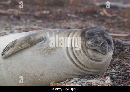 Vor kurzem entwöhnt Südlichen Elephant Seal pup (Mirounga leonina leonina) an der Küste der Sea Lion Island in den Falkland Inseln. Stockfoto