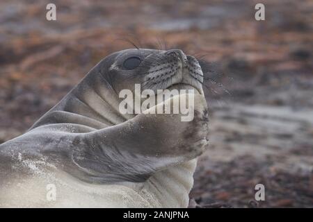 Vor kurzem entwöhnt Südlichen Elephant Seal pup (Mirounga leonina leonina) an der Küste der Sea Lion Island in den Falkland Inseln. Stockfoto