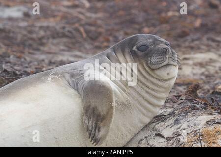 Vor kurzem entwöhnt Südlichen Elephant Seal pup (Mirounga leonina leonina) an der Küste der Sea Lion Island in den Falkland Inseln. Stockfoto