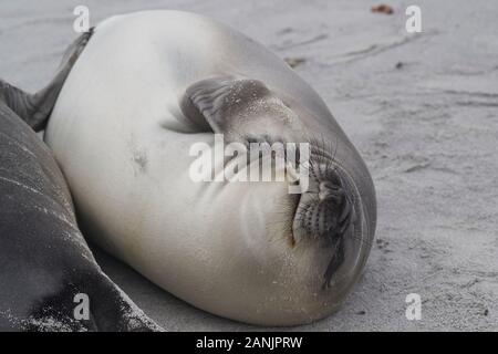 Vor kurzem entwöhnt Südlichen Elephant Seal pup (Mirounga leonina leonina) an der Küste der Sea Lion Island in den Falkland Inseln. Stockfoto