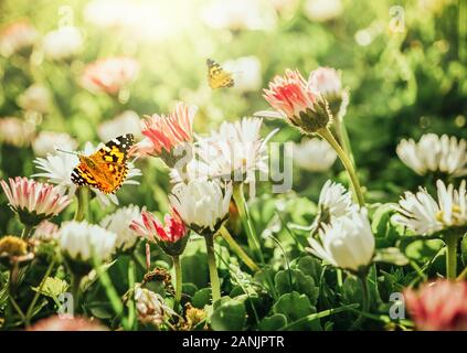 Kamille Gänseblümchen im grünen Feld mit Sonnenschein und fliegenden Schmetterling. Sommer Landschaft Stockfoto