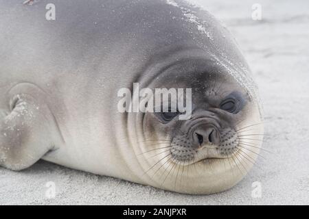 Vor kurzem entwöhnt Südlichen Elephant Seal pup (Mirounga leonina leonina) an der Küste der Sea Lion Island in den Falkland Inseln. Stockfoto