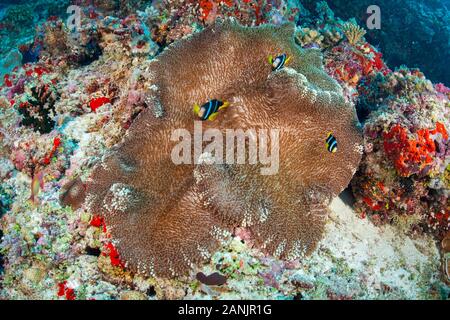 Sebae Clownfisch, oder gelb-tail Anemonenfischen Amphiprion, sebae, Malediven, Indischer Ozean Stockfoto