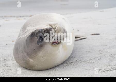 Vor kurzem entwöhnt Südlichen Elephant Seal pup (Mirounga leonina leonina) an der Küste der Sea Lion Island in den Falkland Inseln. Stockfoto