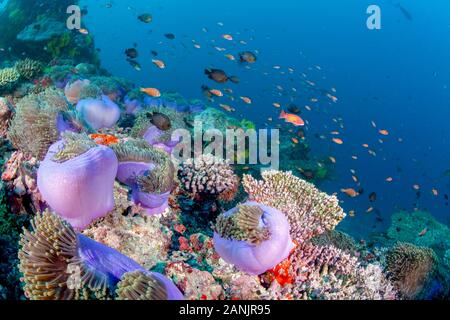 Malediven Anemonenfischen, blackfinned Anemonenfischen oder blackfoot Anemonenfischen, Amphiprion nigripes, und ihrer herrlichen Seeanemone, Heteractis magnif Stockfoto