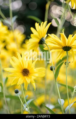 Close-up von Helianthus x gelb Blumen laetiflorus 'Lemon Queen'. Sonnenblume 'Lemon Queen', Stockfoto