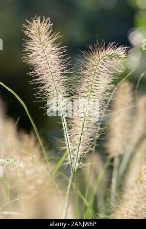 In der Nähe von Spitzen des Pennisetum alopecuroides Bottlebrush 'Hameln'. Chinesische Brunnen Gras 'Hameln' Stockfoto