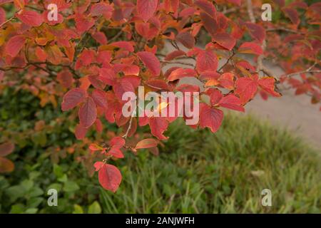 Helle rote Blätter im Herbst von einem japanischen, koreanischen oder Laub- Stewartia Kamelie Baum (Stewartia pseudocamellia) in einem Garten in ländlichen Devon, England, Großbritannien Stockfoto