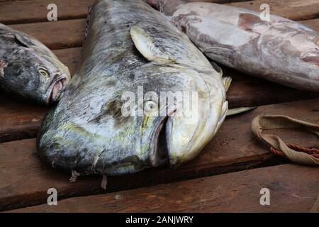 Frisch gefangener Fisch auf dem Fischmarkt an der Anlegestelle in Santa Maria, Sal Kap Verde Stockfoto